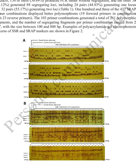 Polyacrylamide Gel Electrophoresis Patterns Of Ssr And Srap Markers Download Scientific