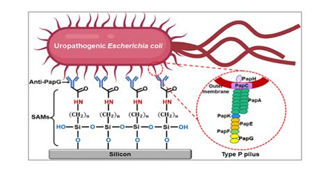 Specific Detection Of Uropathogenic Escherichia Coli Via Fourier Transform Infrared Spectroscopy