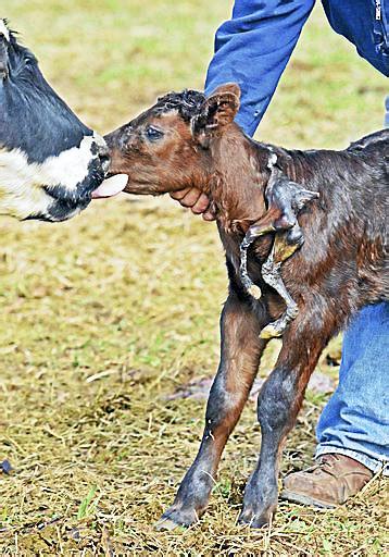 North Dakota Calf Born With Extra Legs Hanging From Its Neck