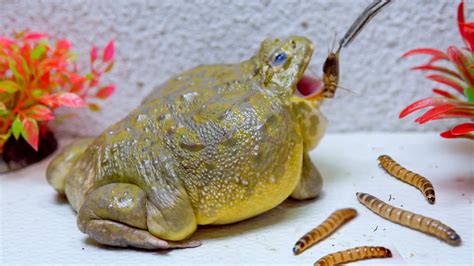 African Bullfrog Eating Worms And Crickets Warning Live Feeding YouTube