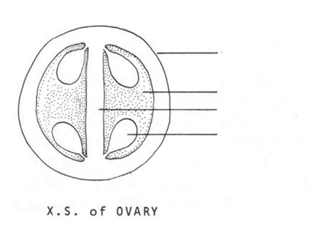 ovary parts cross section diagram quizlet
