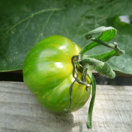 Nos plants potagers greffés de tomate Green Zebra La Bonne Graine