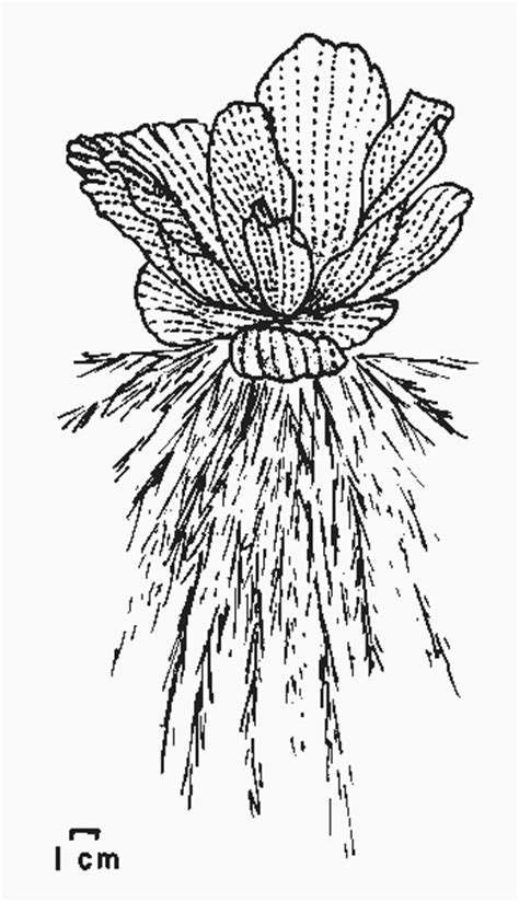 Pistia Stratiotes Drawing