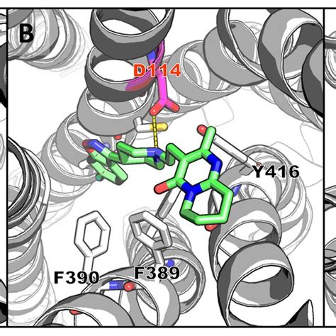 Illustration Of The Key Interactions Between Amino Acid Residues In The