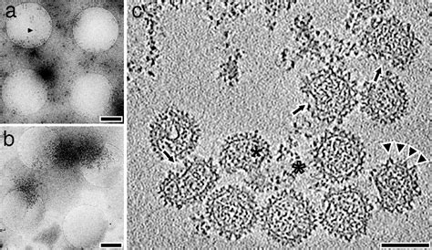 Insights Into Bunyavirus Architecture From Electron Cryotomography Of