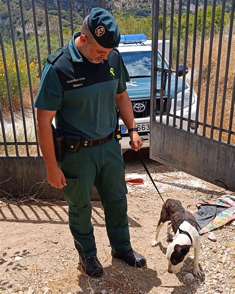 Investigada Una Persona Por El Deplorable Estado De Sus Perros En Un