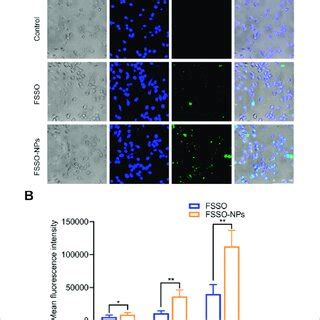 Cellular Uptake And Intracellular Distribution Of Fsso Loaded Cs Al Nps