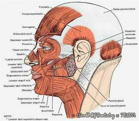 Muscle Of Face And Scalp