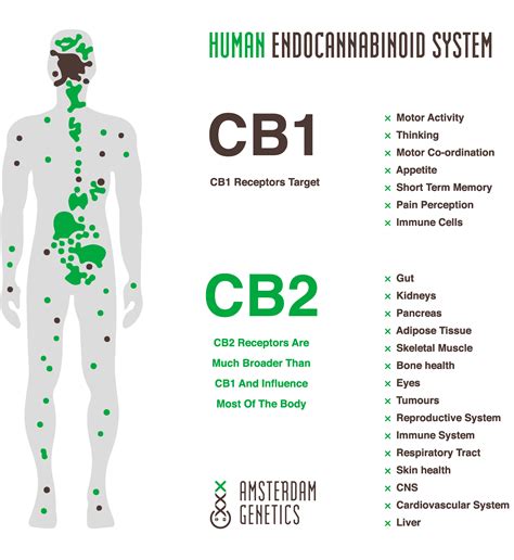 Cbd Benefits