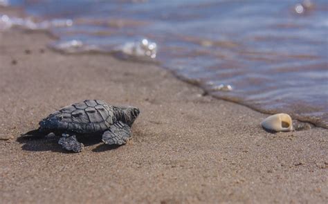 Tortugas Marinas Nacen En Costas De Coatzacoalcos Veracruz Telediario