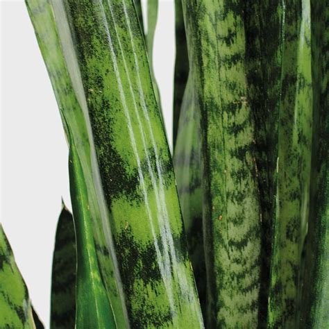 Sansevieria Trifasciata Black Coral Cm