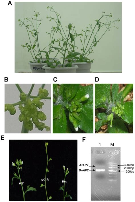 Complementation Of The Arabidopsis Ap2 11 Mutant By BnAP2 Arabidopsis