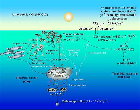 Diatom Wikipedia