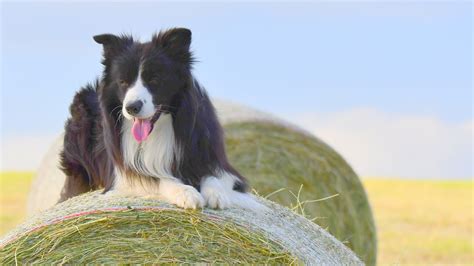 Border Collie Hund Haustier Kostenloses Foto Auf Pixabay