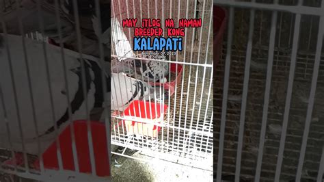 May Itlog Na Naman Ang Breeder Kong Kalapati Kalapati Kalapatids