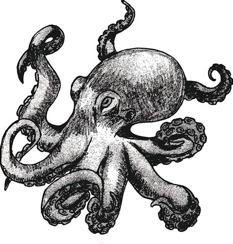 Realistic Octopus Sketch