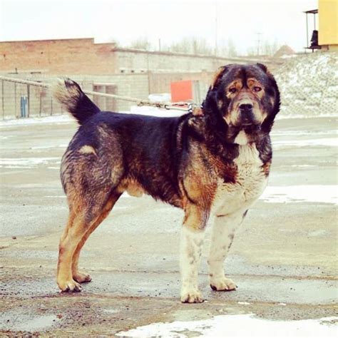 Georgian Shepherd Georgian Mountain Dog Qartuli Nagazi Nagazi Dogs