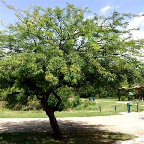 Thornless Mesquite Garden Style San Antonio