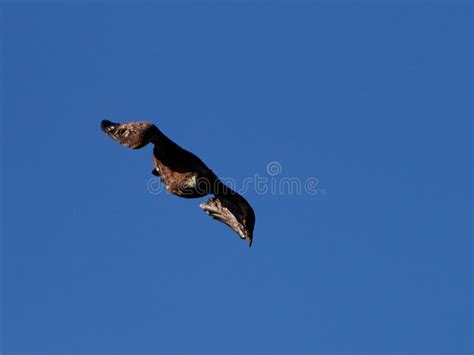 El Volar De Oro De Los Chrysaetos De Eagle Aquila Imagen De Archivo