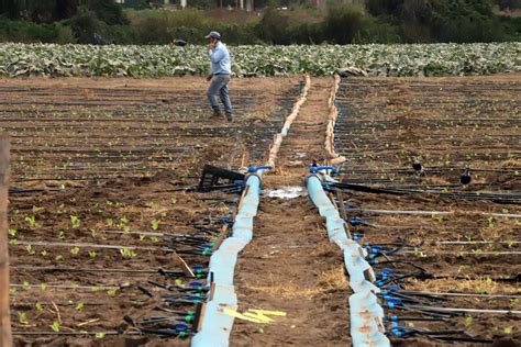 Emiten Advertencia Agrometeorológica Para 7 Regiones Por Temperaturas Máximas De Hasta 37°c