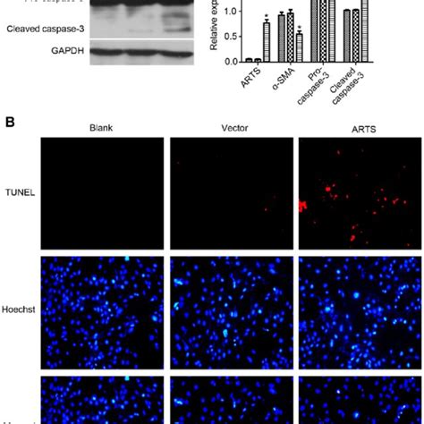 Overexpression Of Arts Induced Activation And Inhibited Apoptosis In