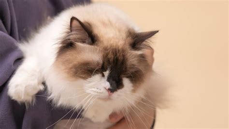 What You Need To Know About Ragdoll Cats And Allergies Ragdollcare