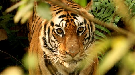 Why visit Chitwan National Park? | FAQ | Nepal | andBeyond