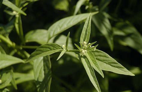 9 plantas medicinais indígenas e suas propriedades curativas