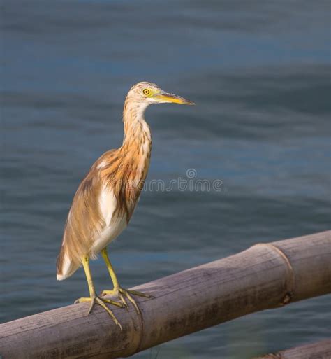 Chinese Pond Heron In The Nature Stock Photo Image Of Asian Heron