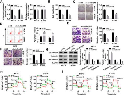 Circrad Silencing Retarded The Malignant Behaviors Of Bc Cells Mcf