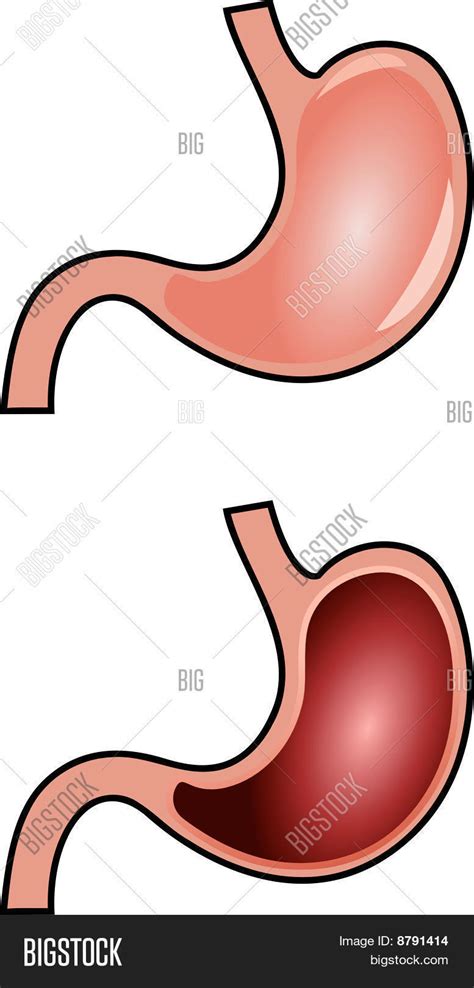 Stomach Anatomy Vector And Photo Free Trial Bigstock