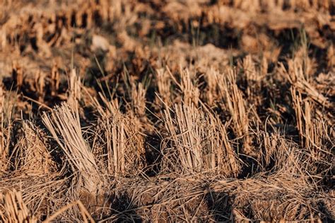 Premium Photo Dry Rice Stubble In Rice Field After Harvest