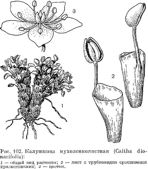 Višegodišnje Biljke Iz Obitelji Ljutika Porodica Ljutika Ranunculaceae