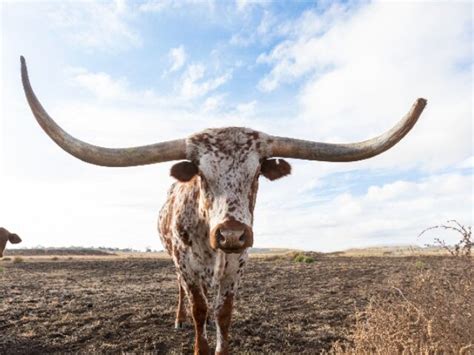 Dead Longhorn Found At Oklahoma State Frat House Ahead Of Big 12