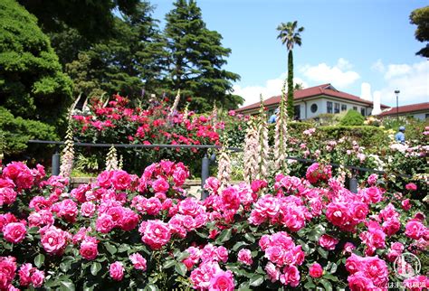 横浜 バラ園 146857