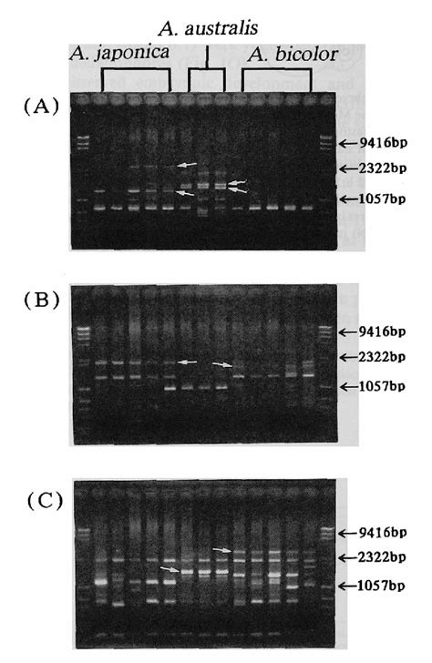 Figure From Random Amplified Polymorphic Dna Rapd For