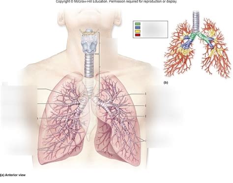 Bronchioles Diagram Quizlet