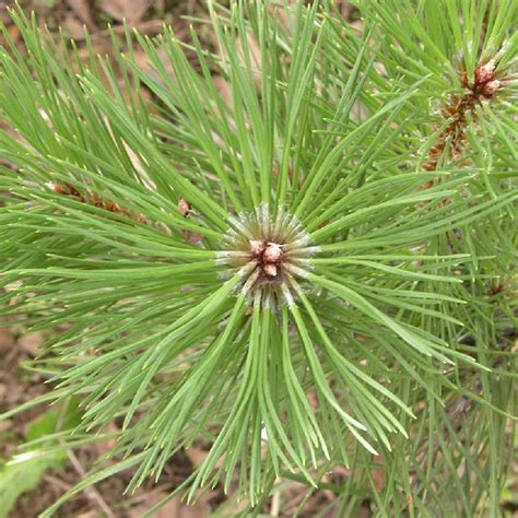 Pinus Nigra Var Austriaca En Topiaire Pin Noir D Autriche Taill