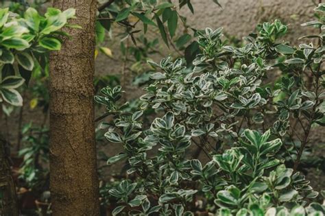 Premium Photo Tree And Bush Of Green Leaves In Botanical Garden