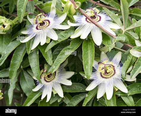 Wild Passion Fruit High Resolution Stock Photography And Images Alamy