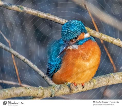 Eisvogel Auf Der Sitzwarte Ein Lizenzfreies Stock Foto Von Photocase