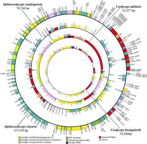 Circular Maps Of The Mitochondrial Genomes Of Four Cordyceps Species