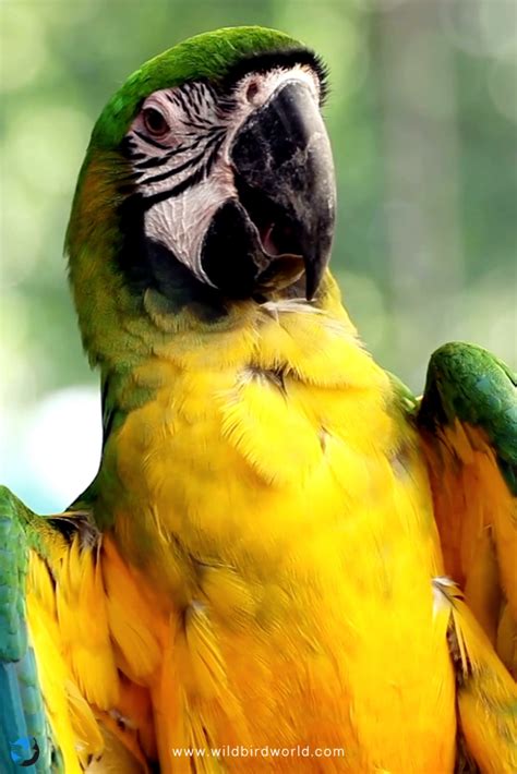 Blue And Gold Macaw Parrot Breed Pet Bird Artofit