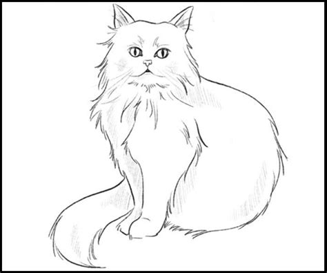 Gato Persa Dibujo Facil Dibujar Facil