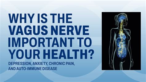 Why Is The Vagus Nerve Important To Your Health Polyvagal Theory