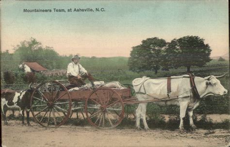 Mountaineers Ox Wagon At Asheville Nc C1910 Postcard United States