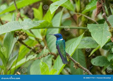 White Necked Jacobin Hummingbird Or Colibri Sitting On A Twig Of A