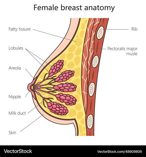 Weibliche Brust Anatomie Struktur Diagramm Medizinische Vektor Bild