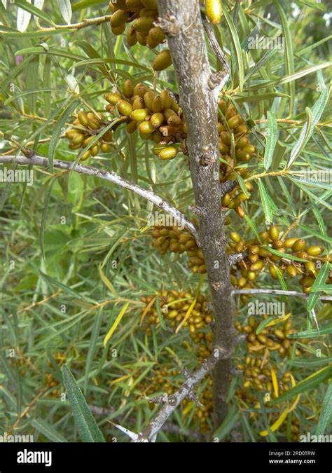 Natural Close Up Versatile Plant Portrait Of Hippophae Rhamnoides Sea