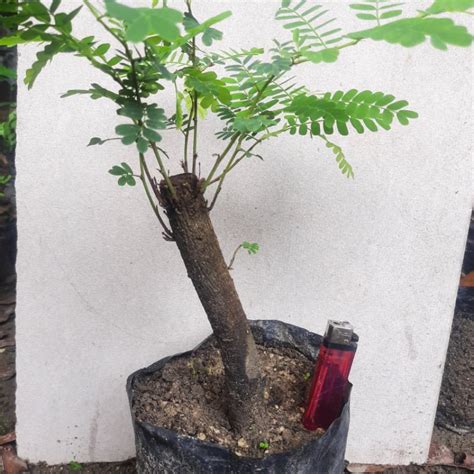 Jual Bahan Bonsai Asam Jawa Asem Jowo Tamarindus Indica REALPIC